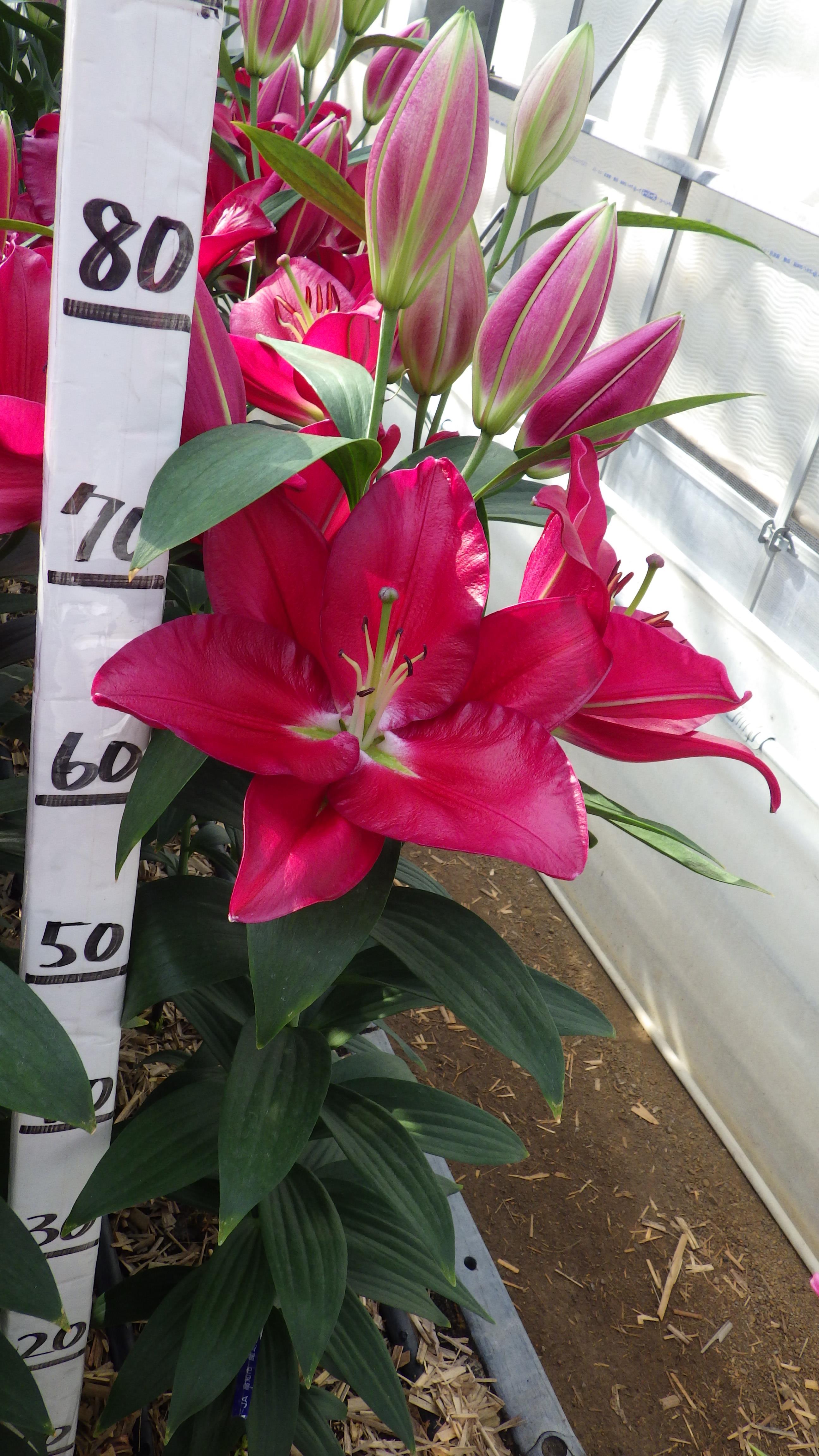 リバーラブ（花粉無し）